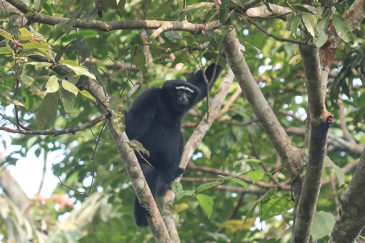 Barnawapara - India Travel Guide hero image