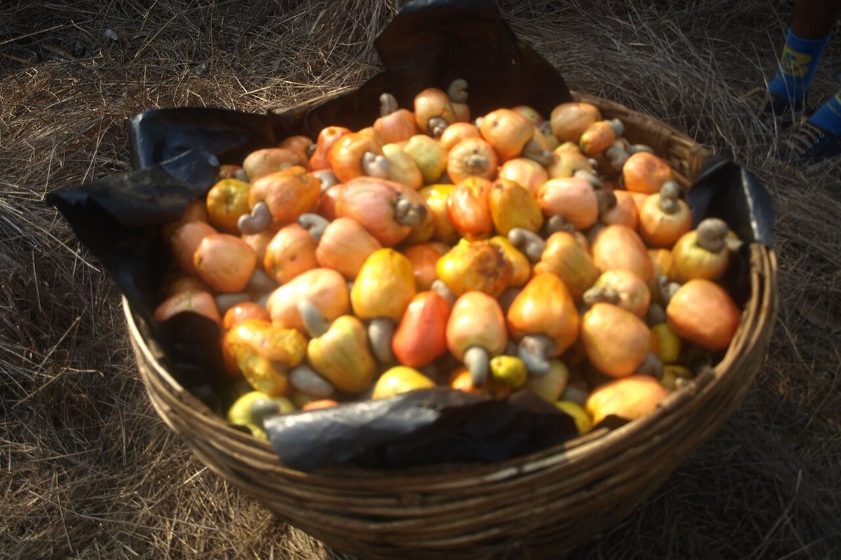 Feni Travel Guide: Things to Do, How to Reach, Best Time to Visit travel guide