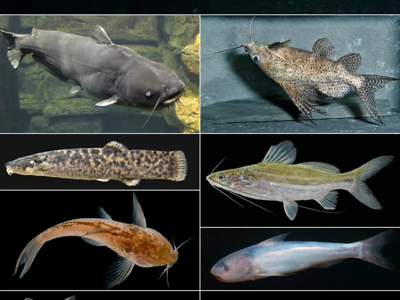 Baghair Fish - Traditional Indian Dish