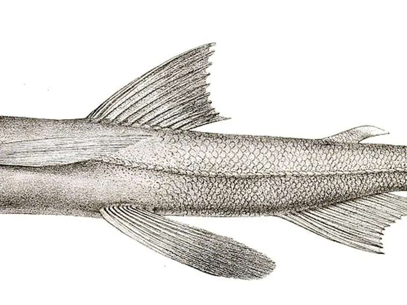 Bombil Fry - Traditional Indian Dish