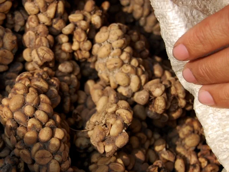 Coorg Coffee - Traditional Indian Dish