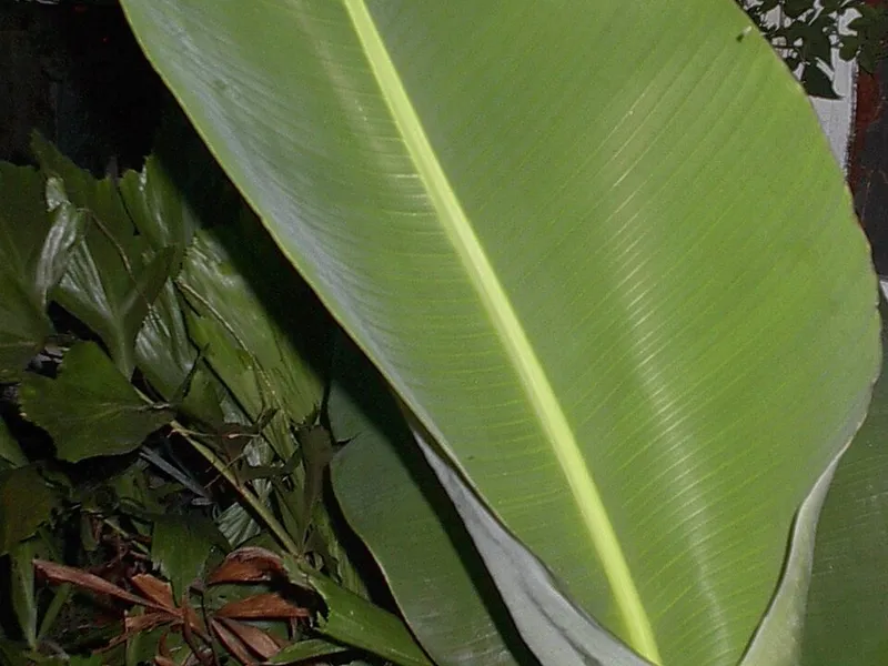 Fish cooked in Banana Leaf - Traditional Indian Dish