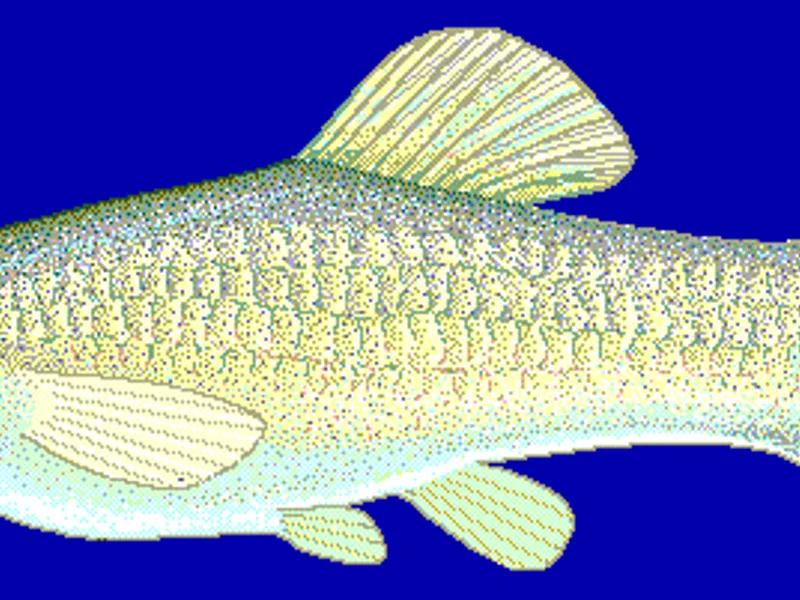 Fish Molly - Traditional Indian Dish