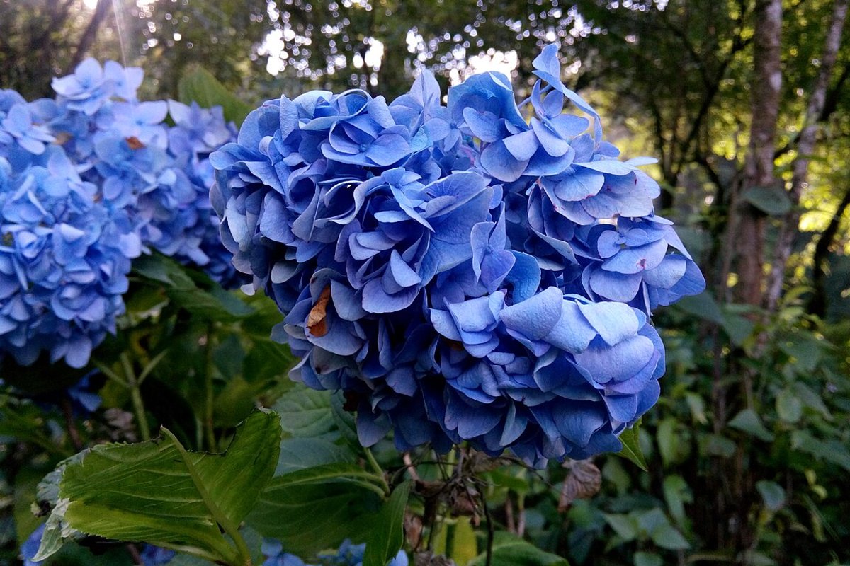 Gorubathan Travel Guide: Things to Do, How to Reach, Best Time to Visit hero image