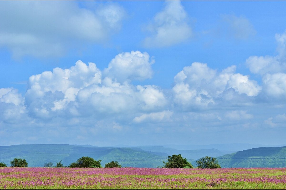 Kaas Plateau - India Travel Guide hero image