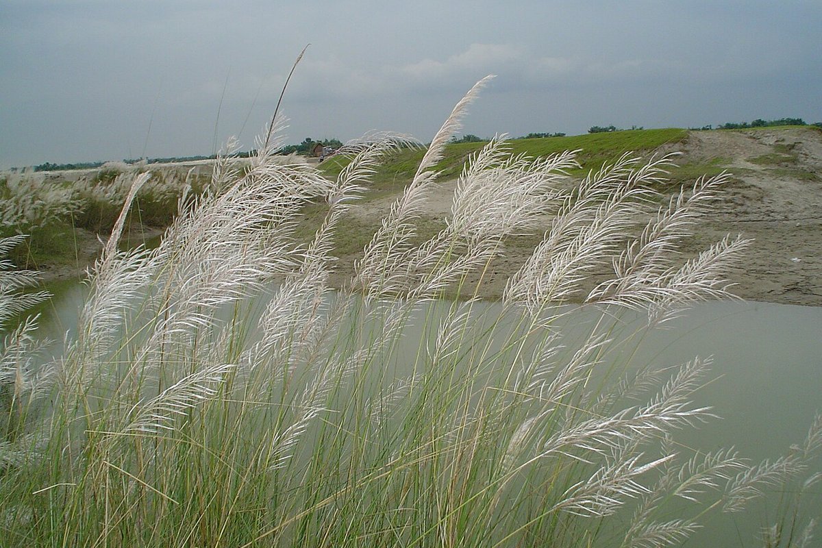 Kurigram Travel Guide: Things to Do, How to Reach, Best Time to Visit hero image