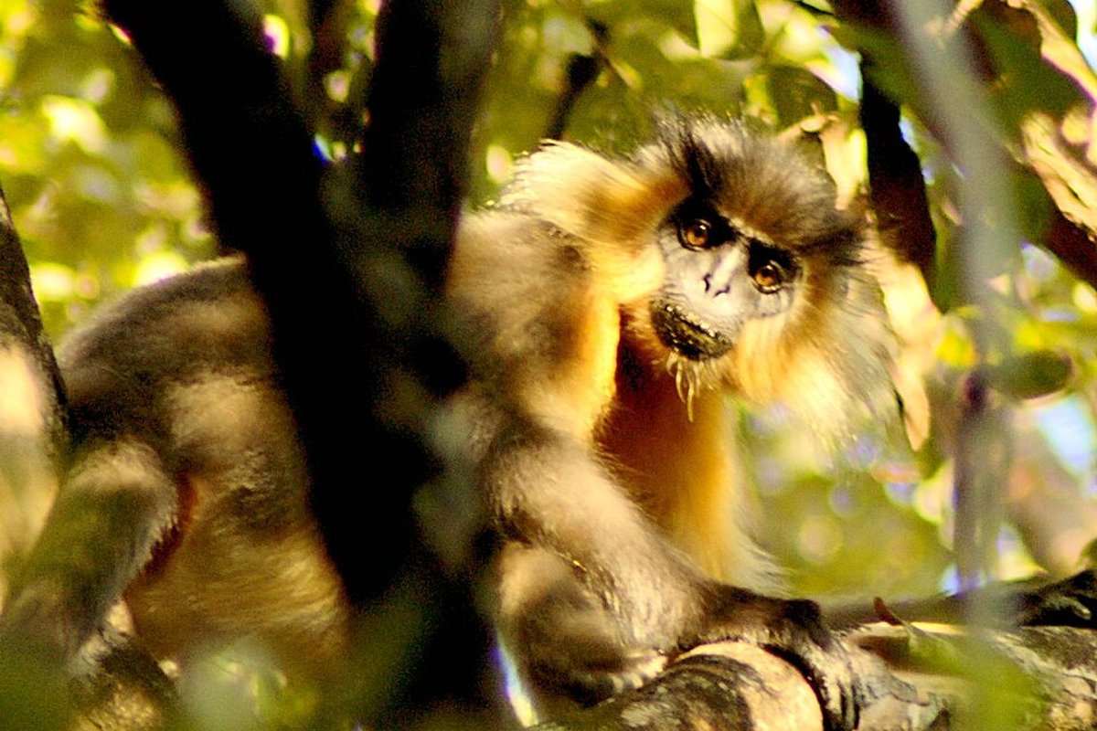 Manas - India Travel Guide hero image