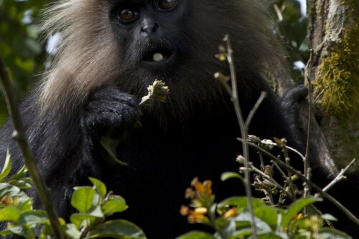 Ooty - India Travel Guide hero image