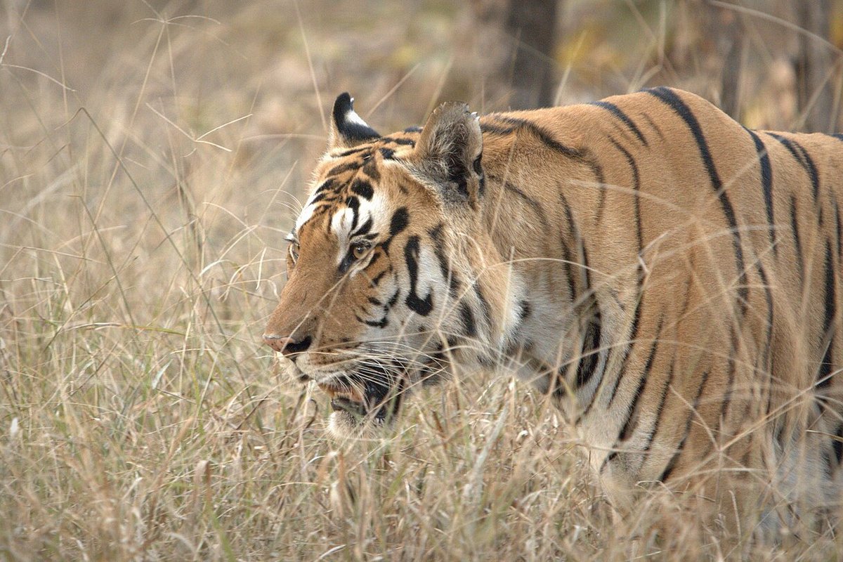 Pench - India Travel Guide hero image