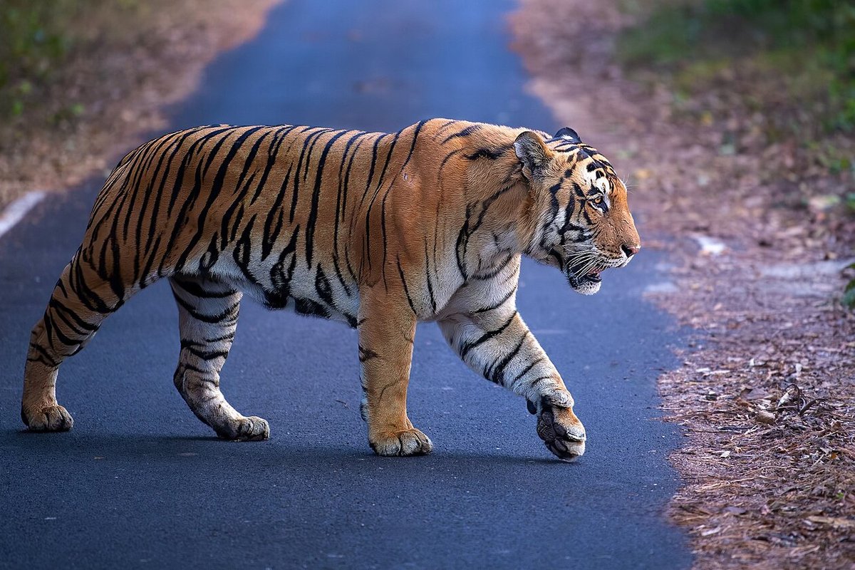 Pingla Travel Guide: Things to Do, How to Reach, Best Time to Visit hero image