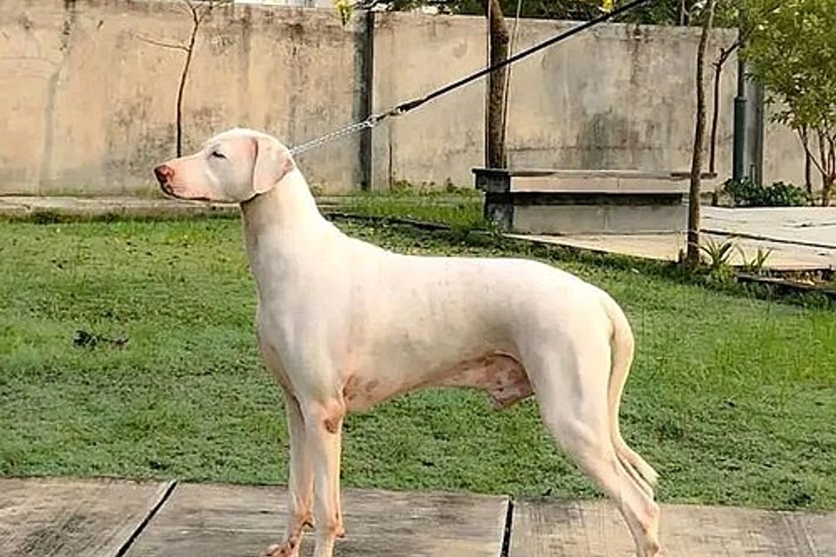 Rajapalayam Travel Guide: Things to Do, How to Reach, Best Time to Visit hero image