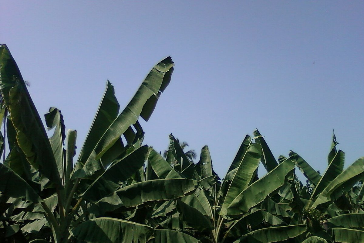 Ravulapalem Travel Guide: Things to Do, How to Reach, Best Time to Visit travel guide