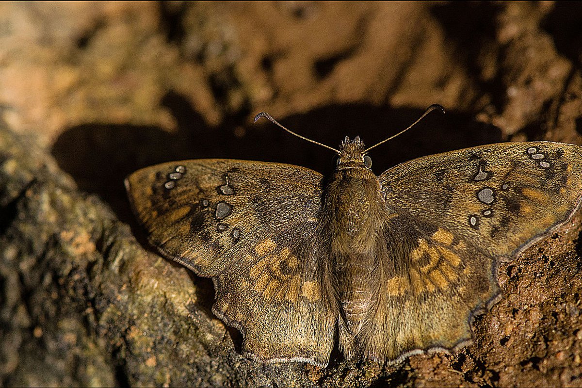 Savandurga - India Travel Guide hero image