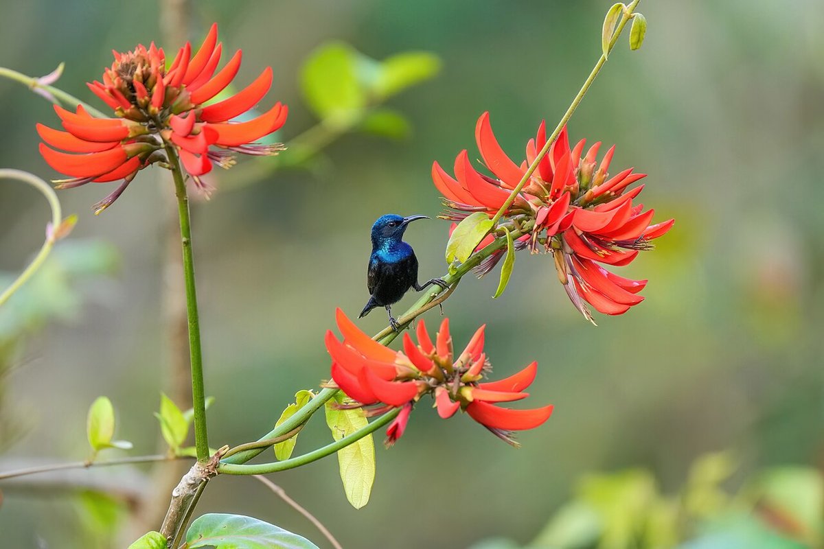 Sukta Travel Guide: Things to Do, How to Reach, Best Time to Visit hero image