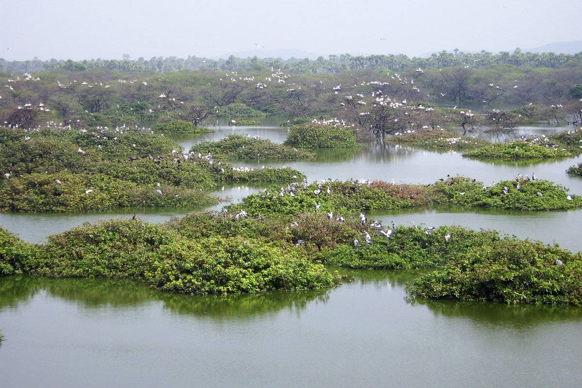 Vedanthangal Travel Guide: Things to Do, How to Reach, Best Time to Visit travel guide